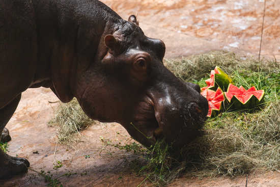 Urodziny hipopotamicy Rumby we wrocławskim ZOO [FOTO]