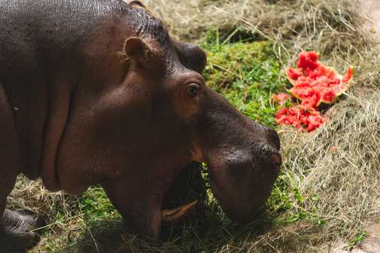 Urodziny hipopotamicy Rumby we wrocławskim ZOO [FOTO]