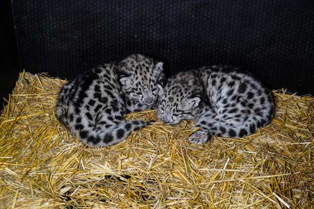 We wrocławskim ZOO urodziły się pantery śnieżne [FOTO]