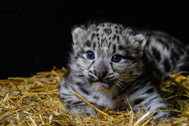 We wrocławskim ZOO urodziły się pantery śnieżne [FOTO]