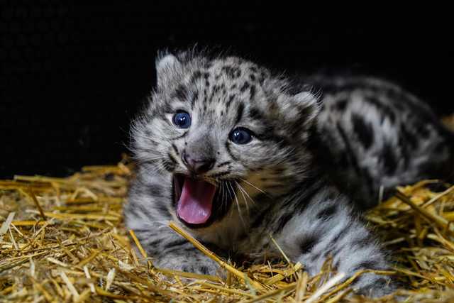 We wrocławskim ZOO urodziły się pantery śnieżne [FOTO]
