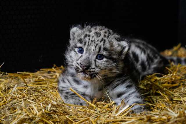 We wrocławskim ZOO urodziły się pantery śnieżne [FOTO]
