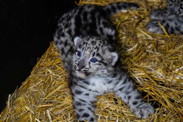 We wrocławskim ZOO urodziły się pantery śnieżne [FOTO]