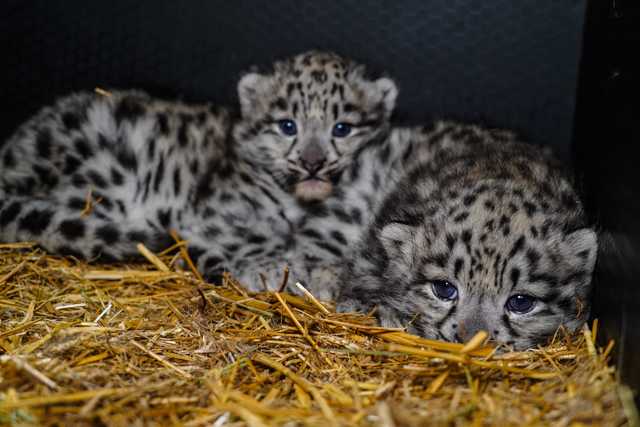 We wrocławskim ZOO urodziły się pantery śnieżne [FOTO]