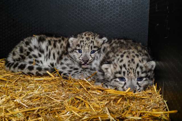 We wrocławskim ZOO urodziły się pantery śnieżne [FOTO]