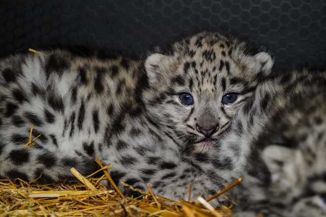 We wrocławskim ZOO urodziły się pantery śnieżne [FOTO]