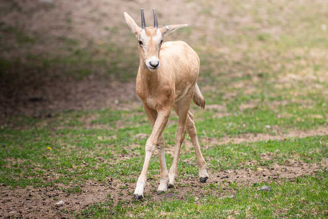 Młode milu i oryksy wyginęły w naturze, ale możesz zobaczyć je w zoo