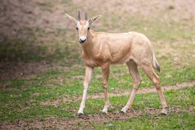 Młode milu i oryksy wyginęły w naturze, ale możesz zobaczyć je w zoo