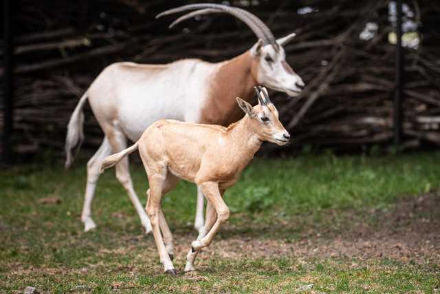 Młode milu i oryksy wyginęły w naturze, ale możesz zobaczyć je w zoo