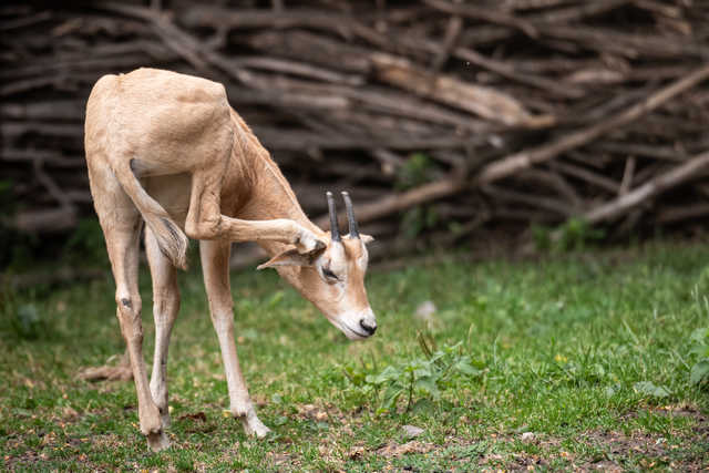 Młode milu i oryksy wyginęły w naturze, ale możesz zobaczyć je w zoo
