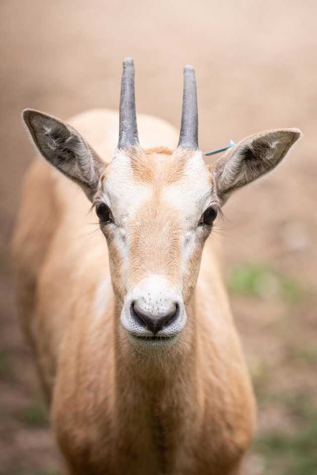 Młode milu i oryksy wyginęły w naturze, ale możesz zobaczyć je w zoo