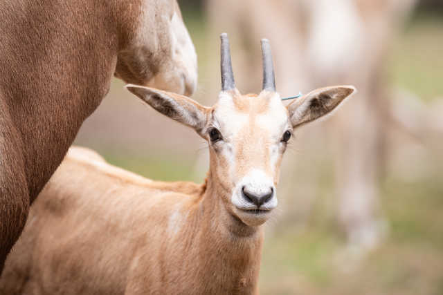 Młode milu i oryksy wyginęły w naturze, ale możesz zobaczyć je w zoo