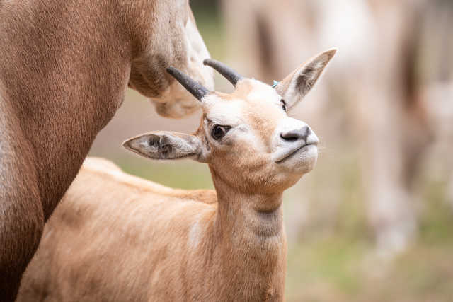Młode milu i oryksy wyginęły w naturze, ale możesz zobaczyć je w zoo
