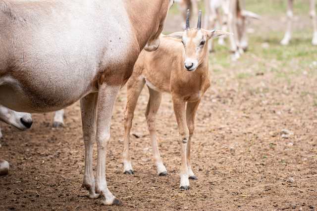 Młode milu i oryksy wyginęły w naturze, ale możesz zobaczyć je w zoo
