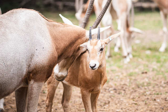 Młode milu i oryksy wyginęły w naturze, ale możesz zobaczyć je w zoo