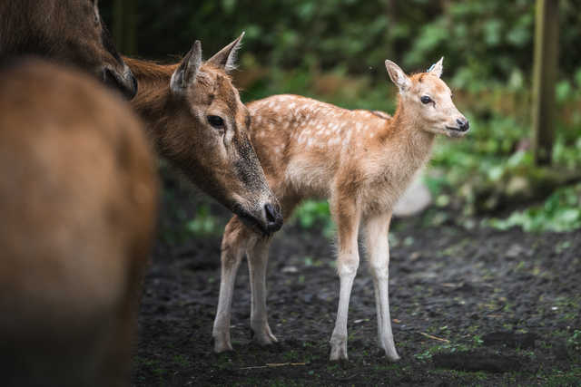 Młode milu i oryksy wyginęły w naturze, ale możesz zobaczyć je w zoo