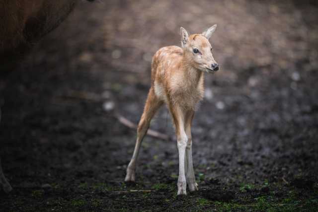 Młode milu i oryksy wyginęły w naturze, ale możesz zobaczyć je w zoo