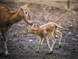 Młode milu i oryksy wyginęły w naturze, ale możesz zobaczyć je w zoo
