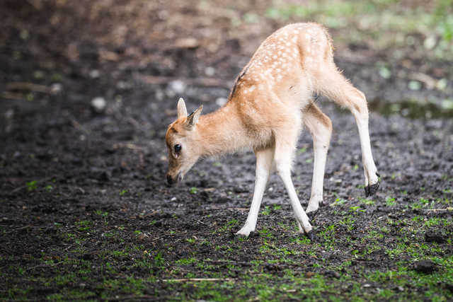 Młode milu i oryksy wyginęły w naturze, ale możesz zobaczyć je w zoo