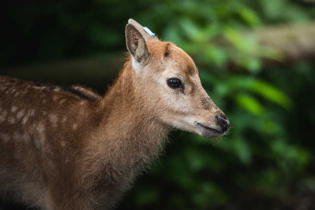 Młode milu i oryksy wyginęły w naturze, ale możesz zobaczyć je w zoo