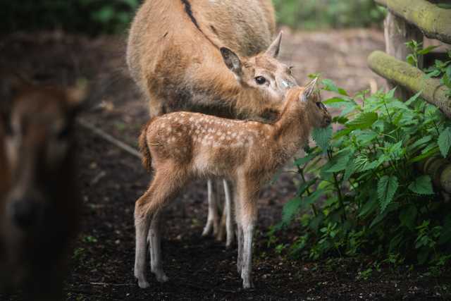 Młode milu i oryksy wyginęły w naturze, ale możesz zobaczyć je w zoo