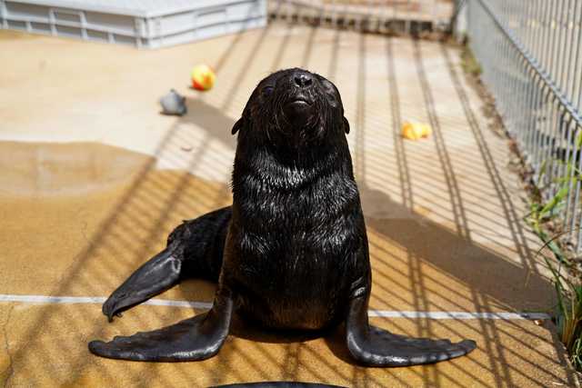 We wrocławskim zoo urodził się kotik afrykański [WIDEO, FOTO]