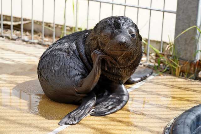 We wrocławskim zoo urodził się kotik afrykański [WIDEO, FOTO]