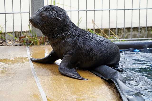 We wrocławskim zoo urodził się kotik afrykański [WIDEO, FOTO]