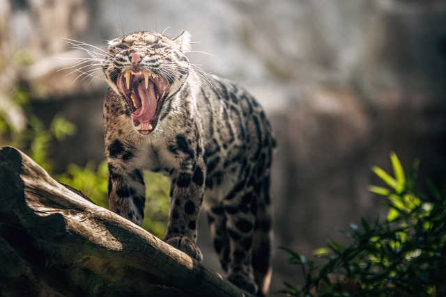 Dzień pantery mglistej we wrocławskim zoo [FOTO]