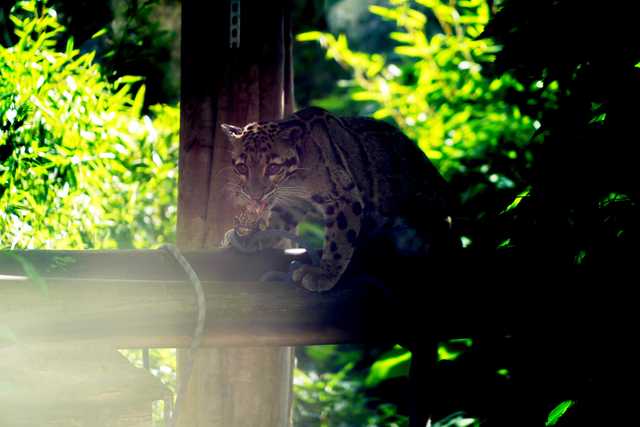 Dzień pantery mglistej we wrocławskim zoo [FOTO]