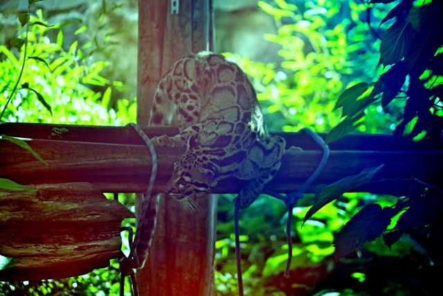 Dzień pantery mglistej we wrocławskim zoo [FOTO]