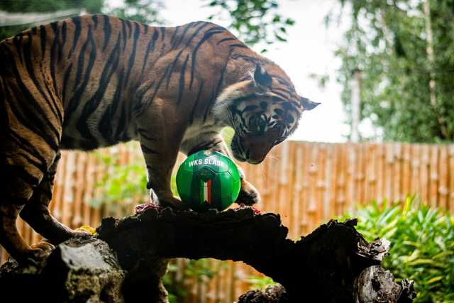 Z wizytą u tygrysów. Piłkarze Śląska odwiedzili ZOO