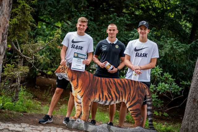 Z wizytą u tygrysów. Piłkarze Śląska odwiedzili ZOO