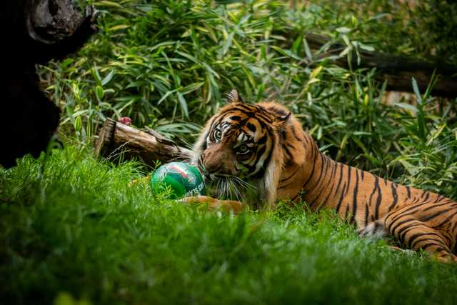 Z wizytą u tygrysów. Piłkarze Śląska odwiedzili ZOO