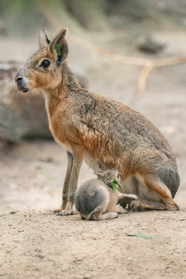 W ZOO Wrocław można oglądać małe mary patagońskie [FOTO]
