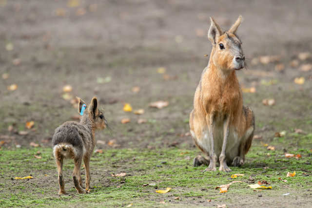 W ZOO Wrocław można oglądać małe mary patagońskie [FOTO]