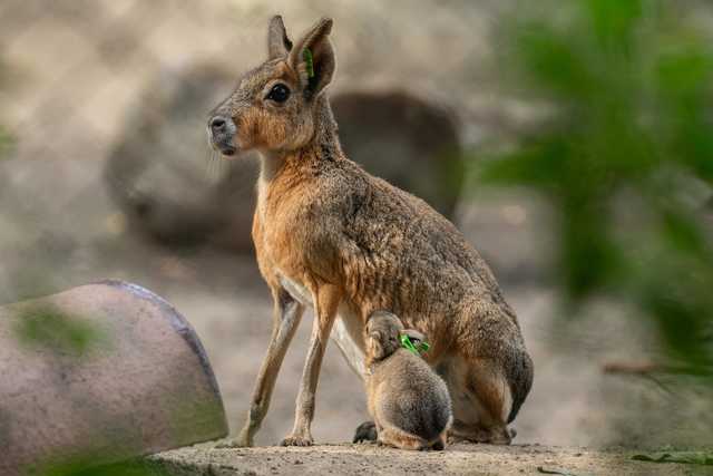 W ZOO Wrocław można oglądać małe mary patagońskie [FOTO]