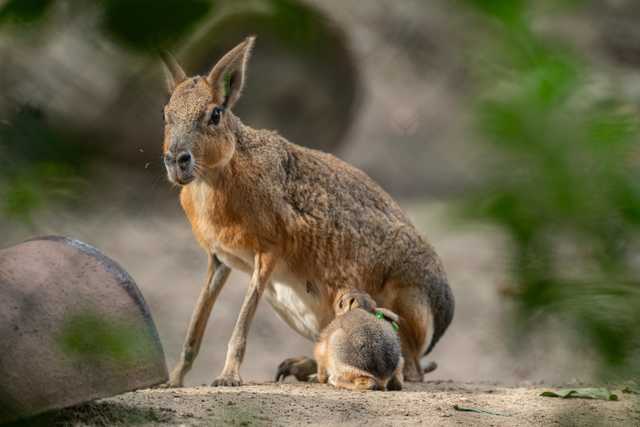W ZOO Wrocław można oglądać małe mary patagońskie [FOTO]