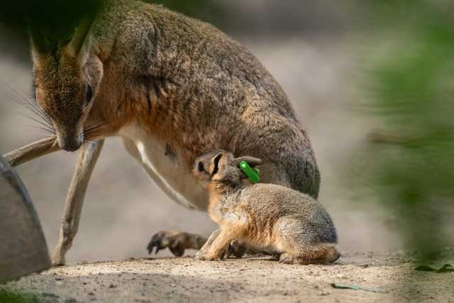W ZOO Wrocław można oglądać małe mary patagońskie [FOTO]