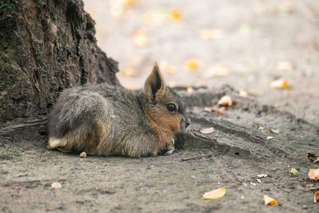 W ZOO Wrocław można oglądać małe mary patagońskie [FOTO]