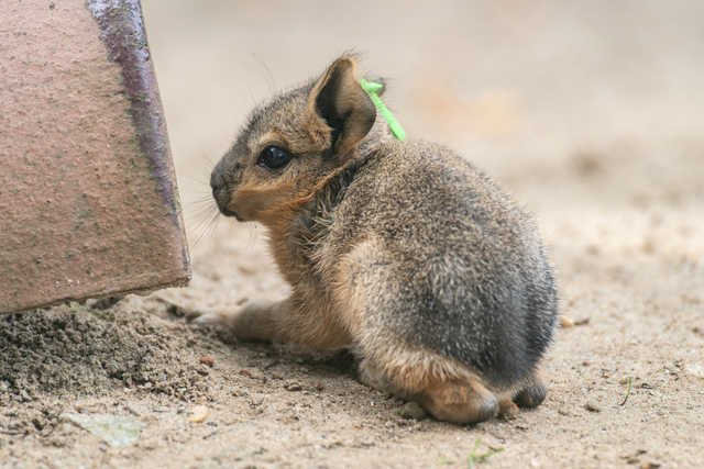 W ZOO Wrocław można oglądać małe mary patagońskie [FOTO]