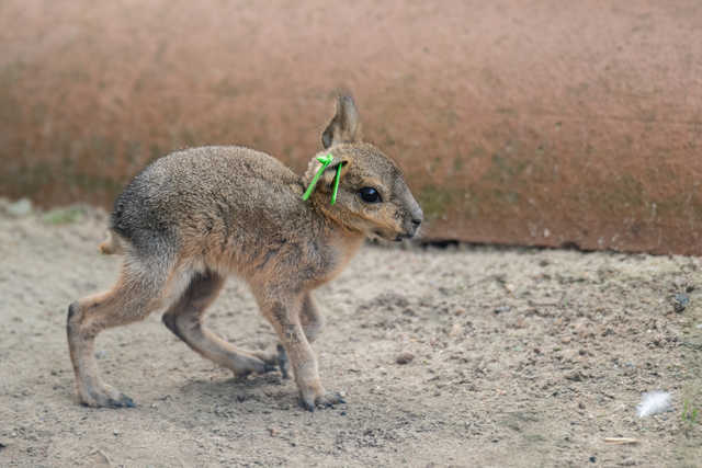 W ZOO Wrocław można oglądać małe mary patagońskie [FOTO]