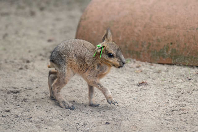 W ZOO Wrocław można oglądać małe mary patagońskie [FOTO]