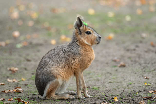 W ZOO Wrocław można oglądać małe mary patagońskie [FOTO]