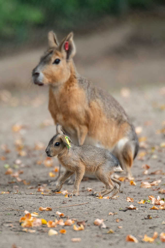 W ZOO Wrocław można oglądać małe mary patagońskie [FOTO]
