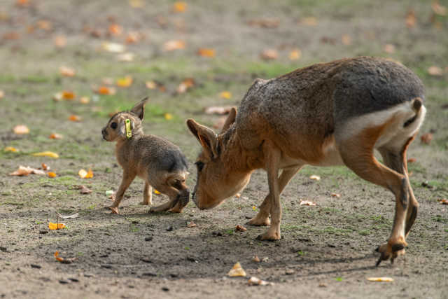 W ZOO Wrocław można oglądać małe mary patagońskie [FOTO]