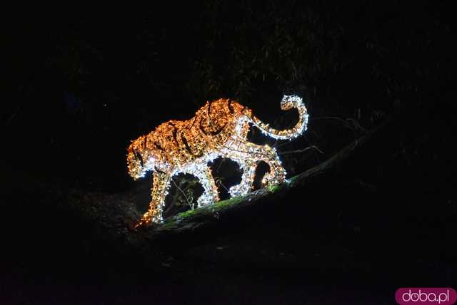 [WIDEO, FOTO] Park Iluminacji w Zamku Topacz pod Wrocławiem już otwarty. Zobacz cennik i godziny otwarcia