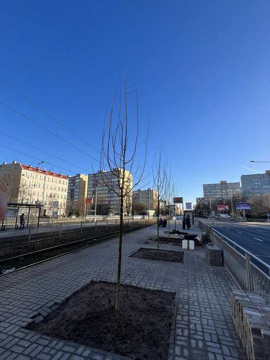 [FOTO] Dobiega końca wielkie nasadzanie na ul. Legnickiej. W sumie pojawiło się tam ponad 1000 drzew!