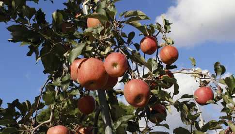 Od jabłoni do nektaryny: tworzenie wielowarstwowego sadu w małym ogrodzie