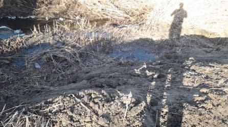 Zniszczone tamy bobrowe w Błotnicy